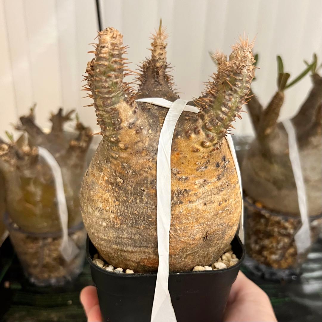 発根済み 良株◎ パキポディウム グラキリス 現地球