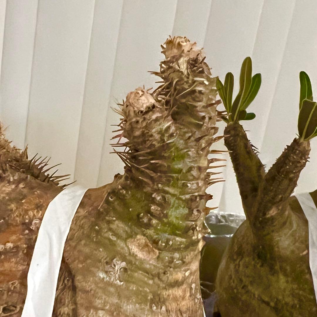 発根済み 良株◎ パキポディウム グラキリス 現地球