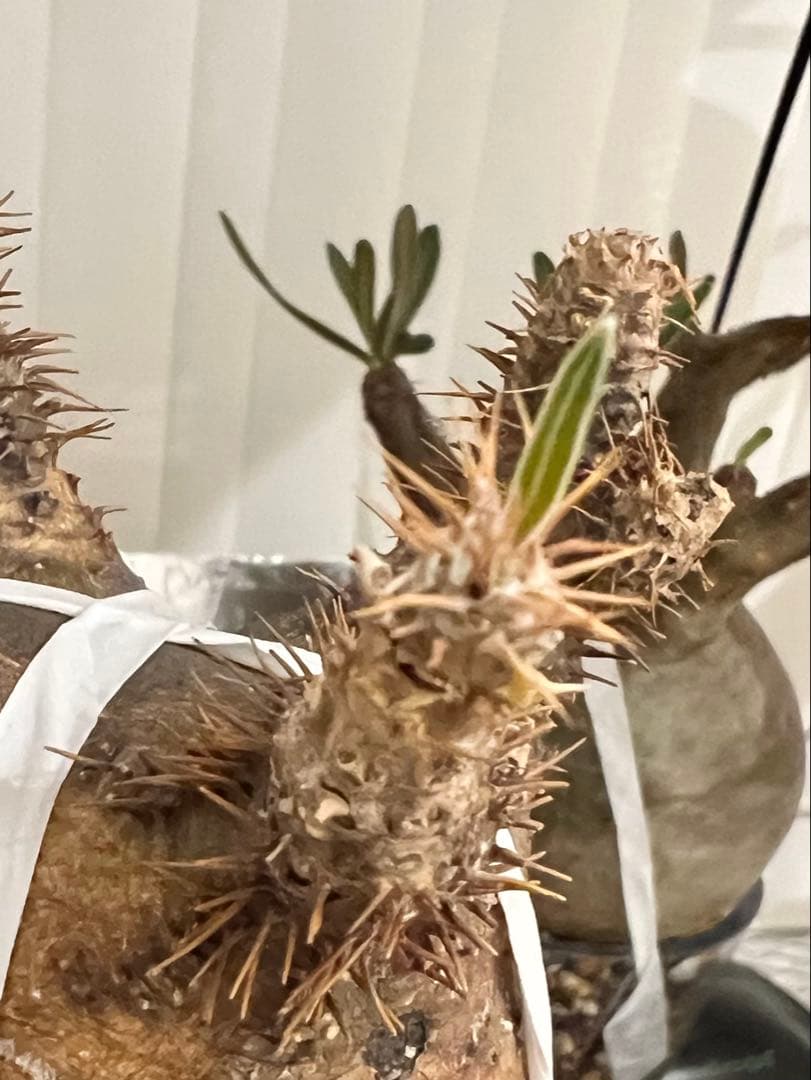 発根済み 良株◎ パキポディウム グラキリス 現地球