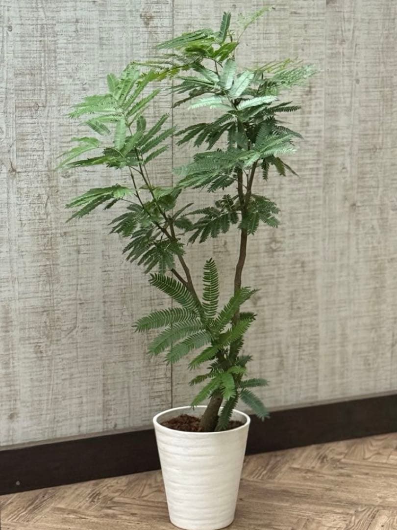 ☆ エバーフレッシュ♪ 112cm 7号♪