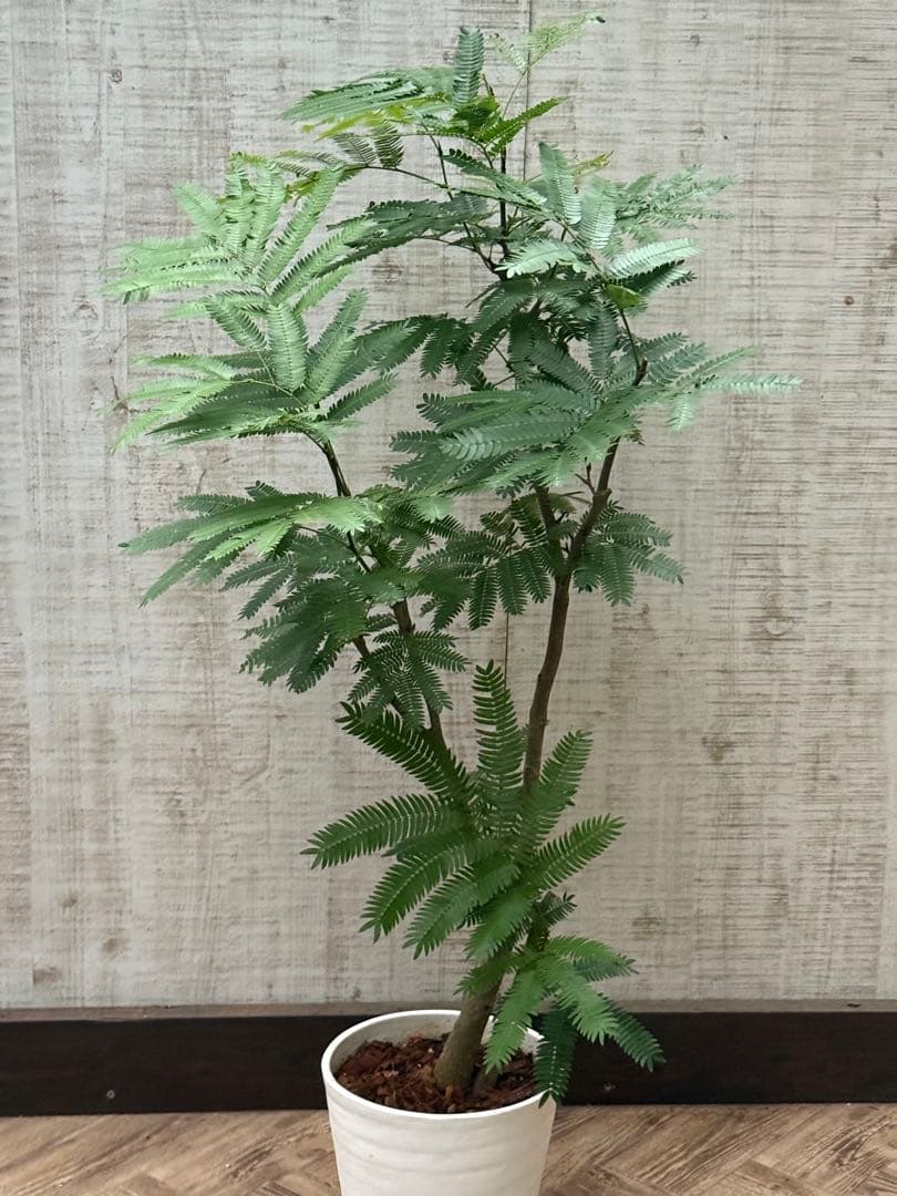 ☆ エバーフレッシュ♪ 112cm 7号♪