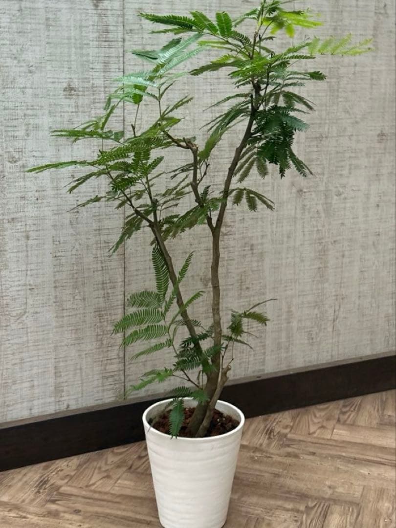 ☆ エバーフレッシュ♪ 112cm 7号♪