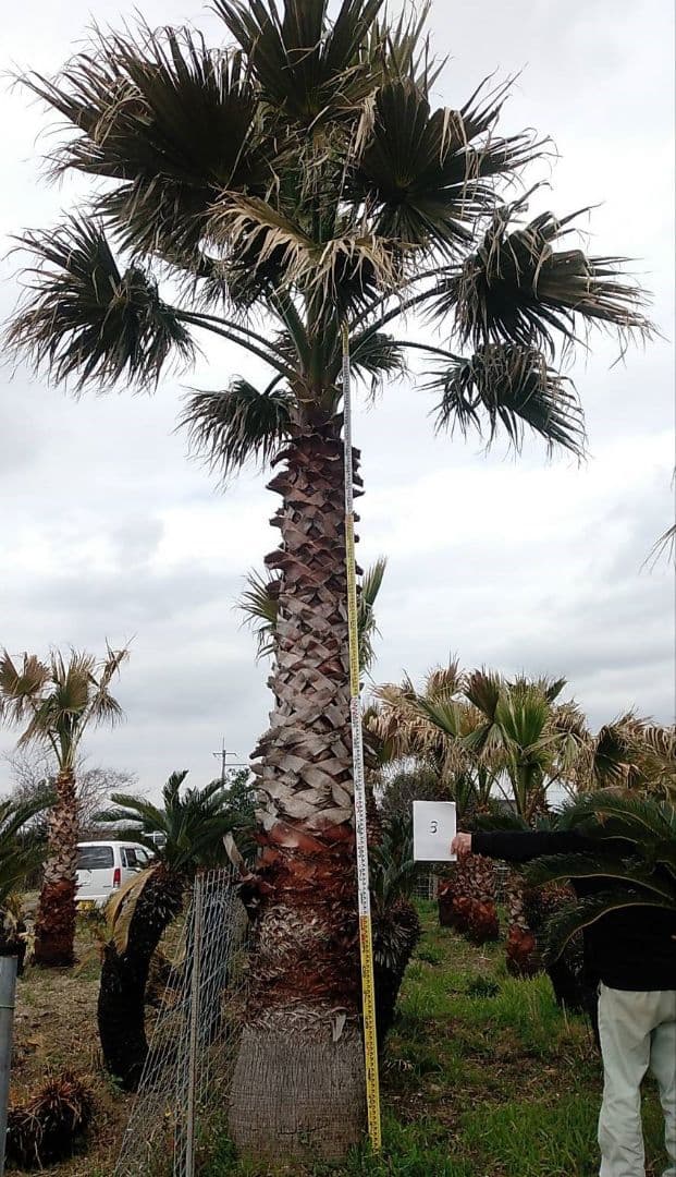 サンプル/ワシントンヤシ★幹高1m=5.5万/2枚目=1.5m★大小様々来園選択