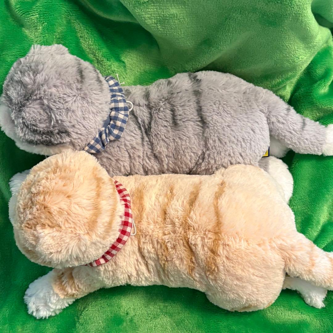 サンレモン　ひざねこ　スコティッシュフォールド