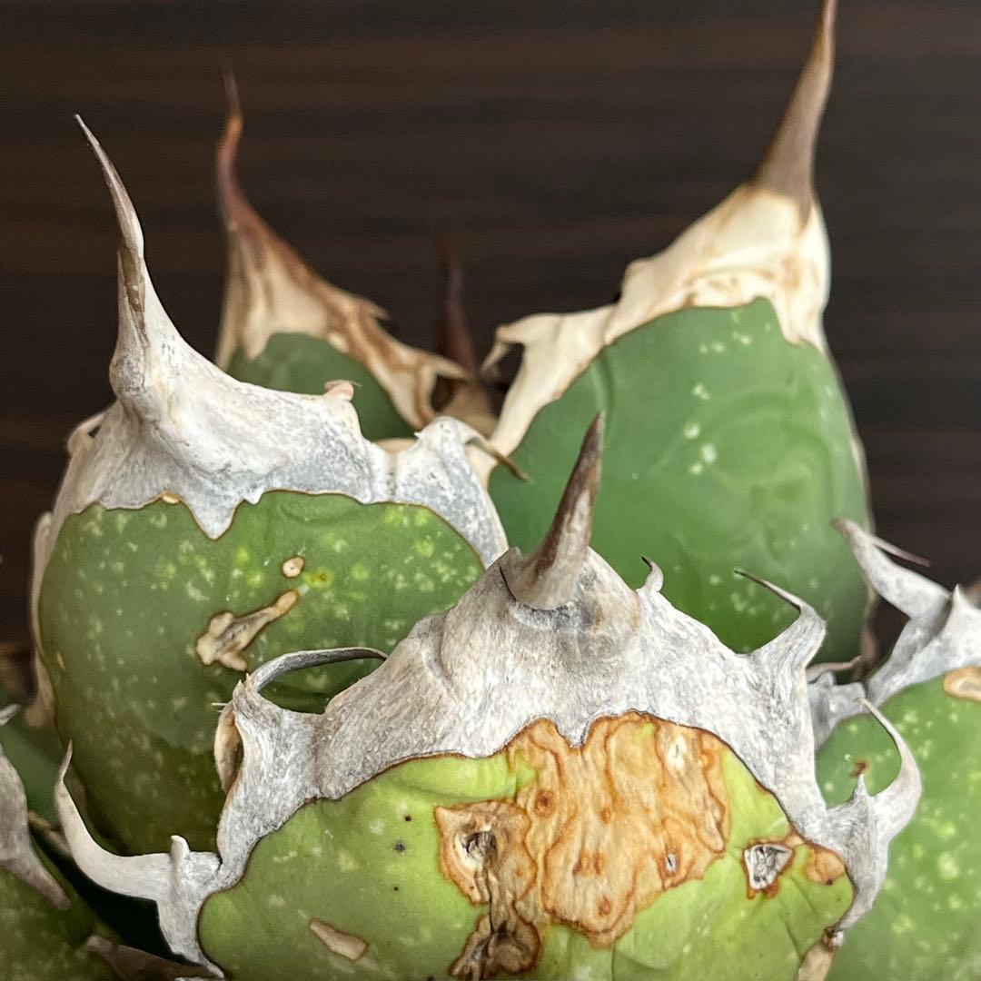 アガベ オアハカ現地株 子株 超陽炎