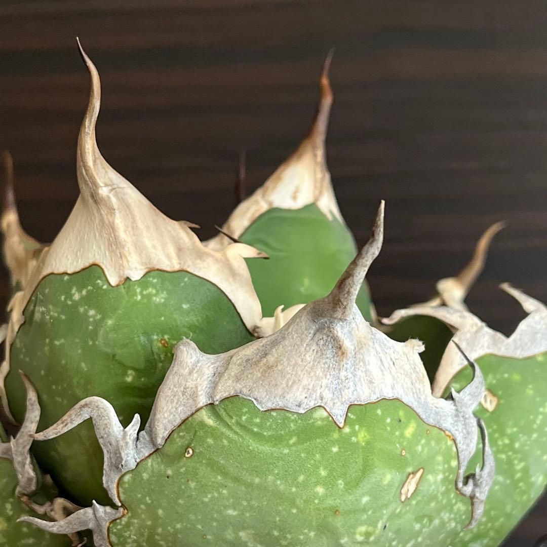 アガベ オアハカ現地株 子株 超陽炎