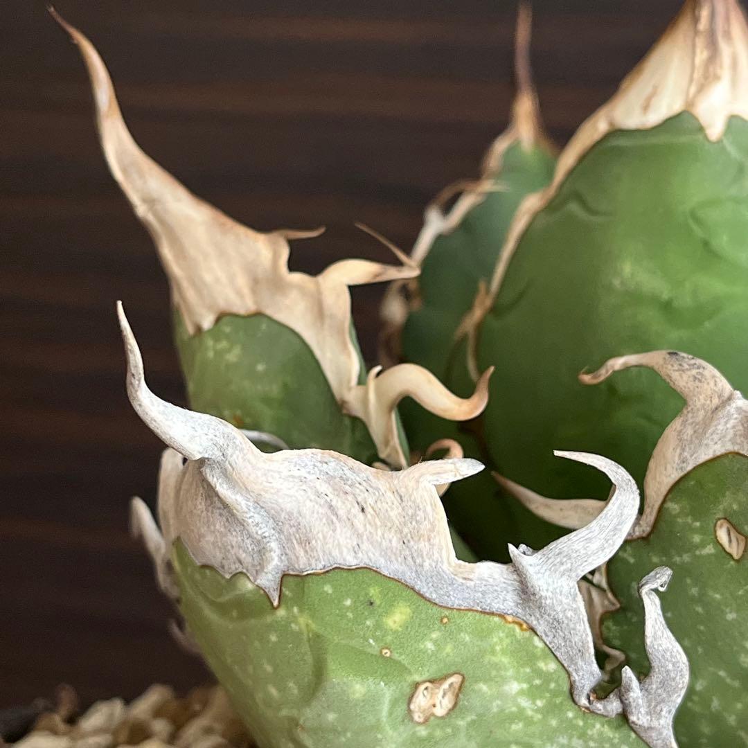 アガベ オアハカ現地株 子株 超陽炎