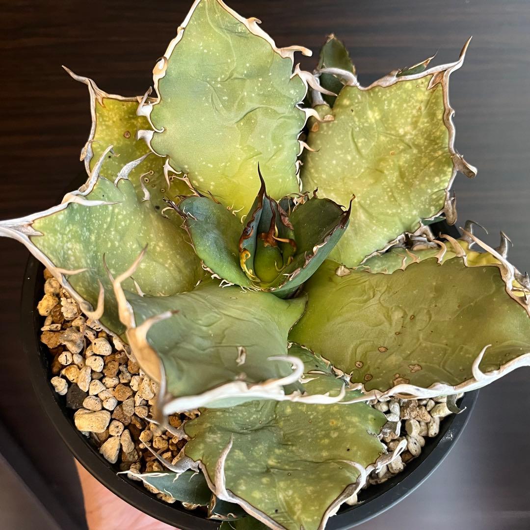 アガベ オアハカ現地株 子株 超陽炎