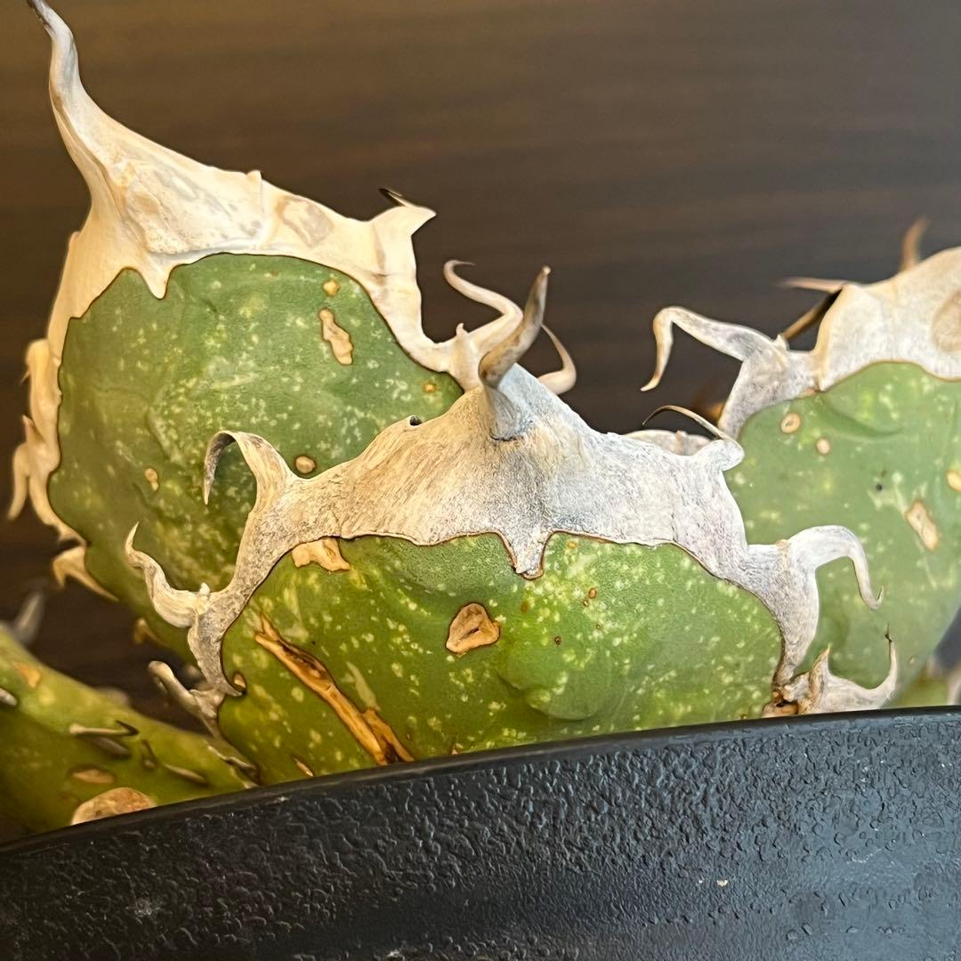 アガベ オアハカ現地株 子株 超陽炎