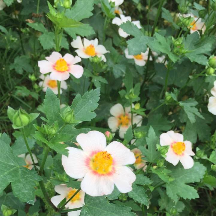 マルバストラム確認用