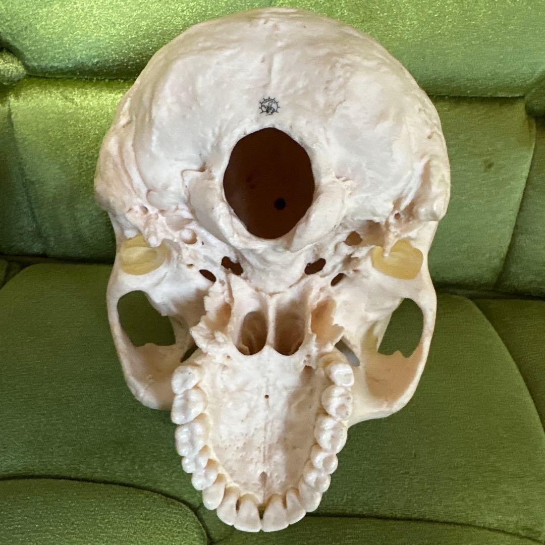 SOMSO 医療用 頭蓋骨 骨格標本 - メルカリ