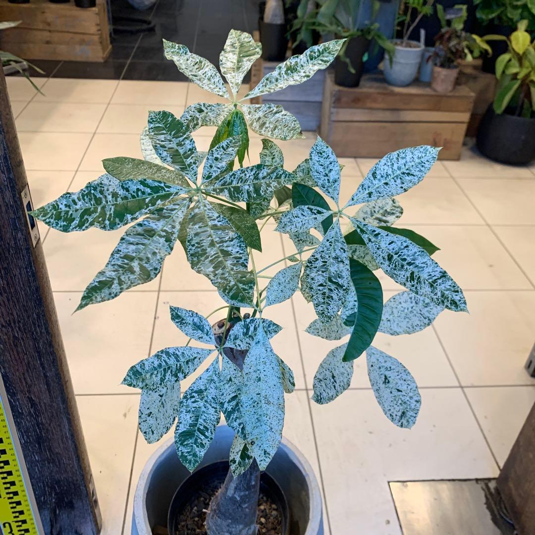 パキラ ミルキーウェイ ファイバー鉢 お皿付き