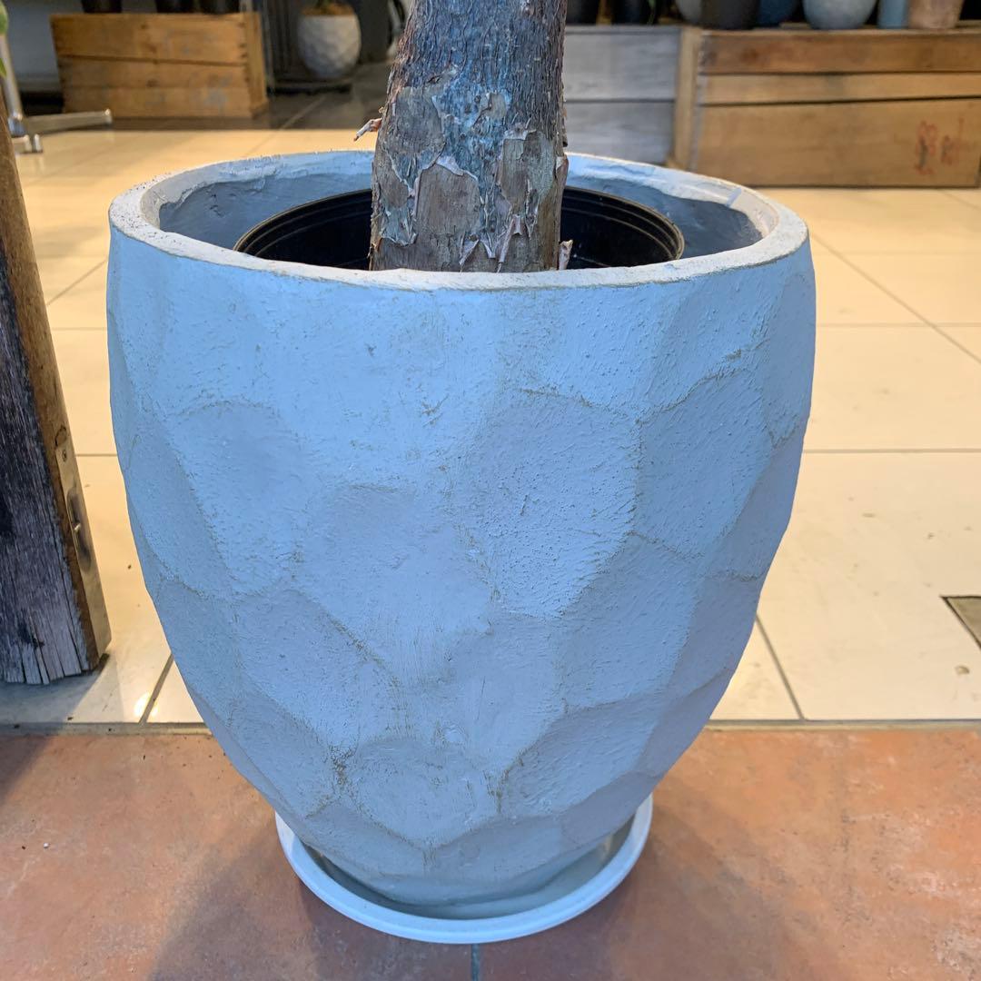 パキラ ミルキーウェイ ファイバー鉢 お皿付き