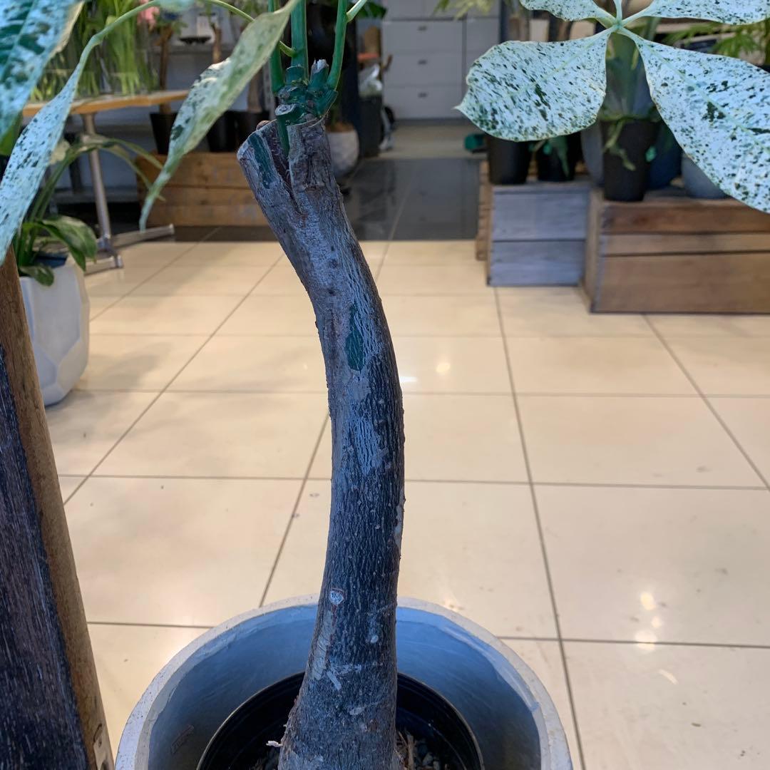 パキラ ミルキーウェイ ファイバー鉢 お皿付き