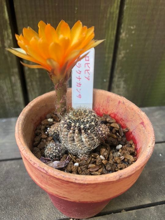 サボテン アラクナカンサ♪抜き苗 799円