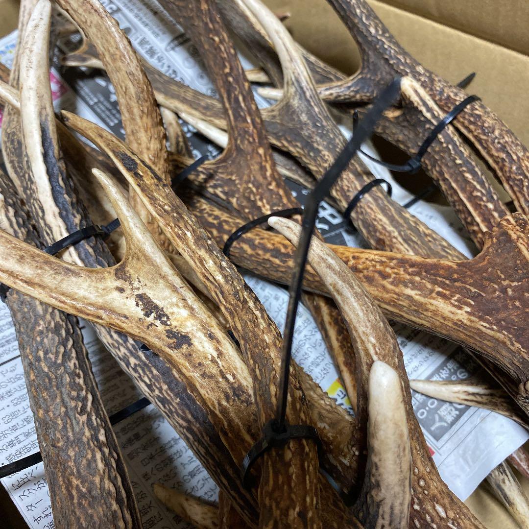 天然日本鹿 鹿角 26本セット ニホンジカ 鹿 シカ 角 ツノ - メルカリ