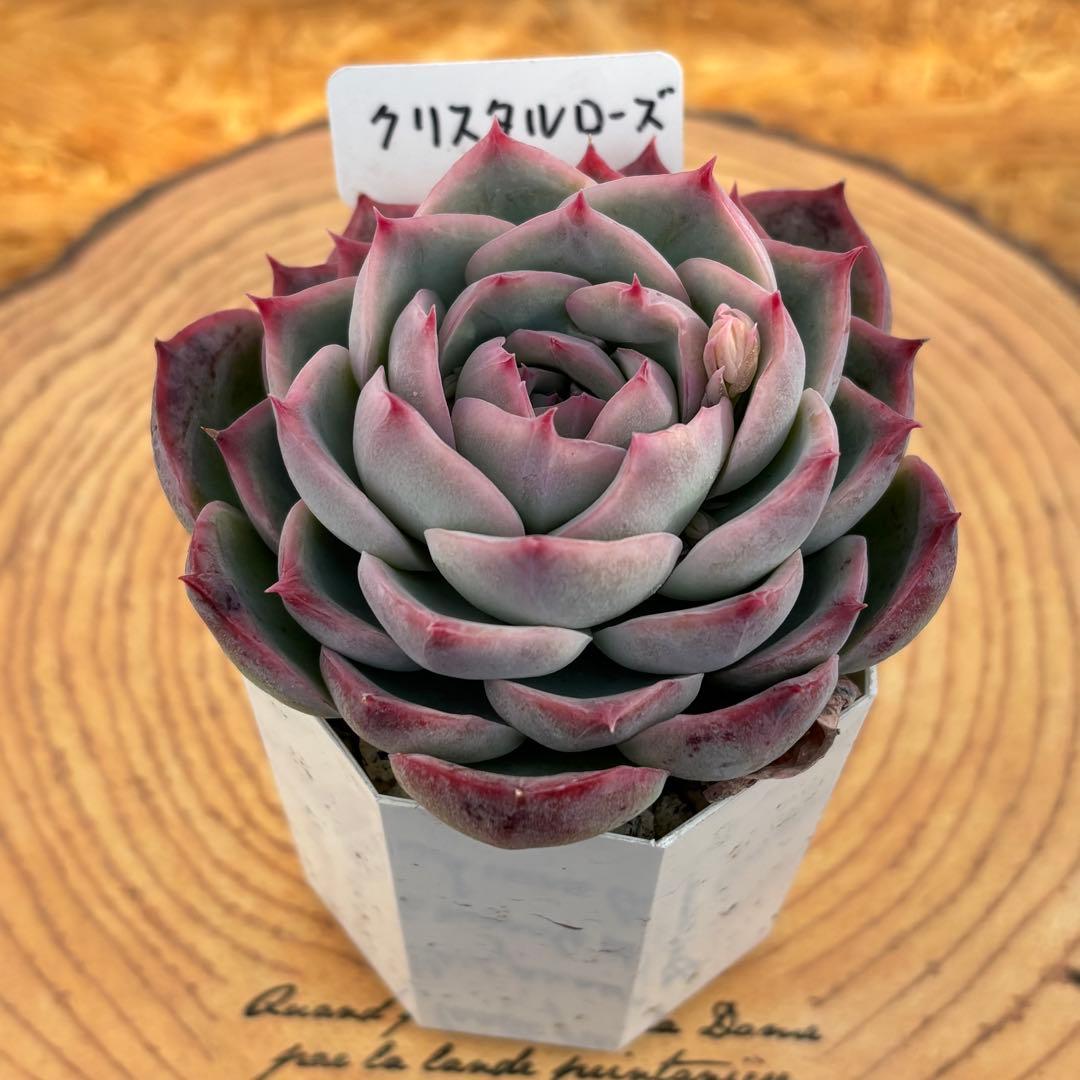 6.【札付き】ホーリンゼ×ラウィ Beehouse 多肉植物 エケベリア