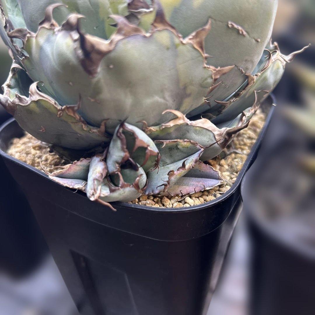 60セカンズ＠niko.keiji.RS