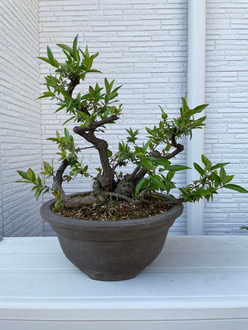 カロライナジャスミン　盆栽　樹齢30年以上