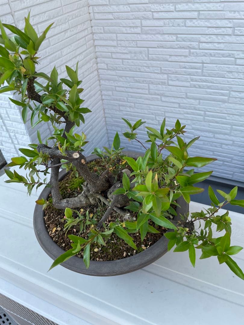 カロライナジャスミン　盆栽　樹齢30年以上