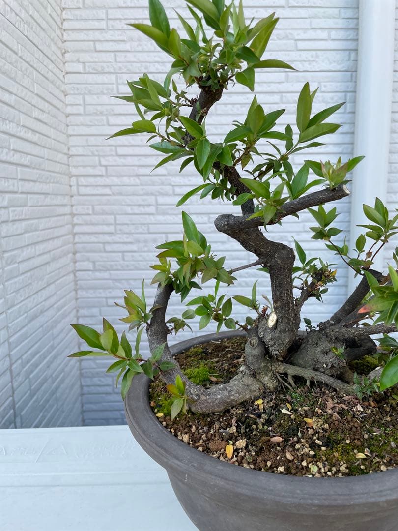 カロライナジャスミン　盆栽　樹齢30年以上