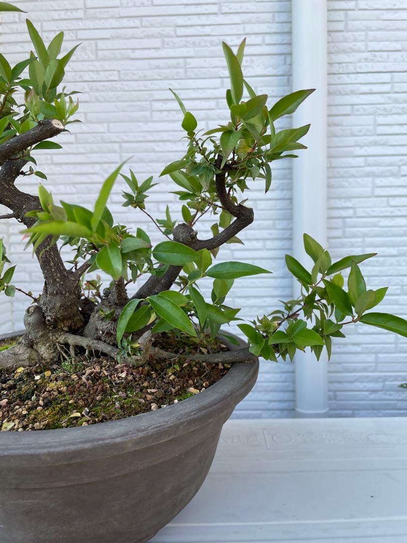 カロライナジャスミン　盆栽　樹齢30年以上
