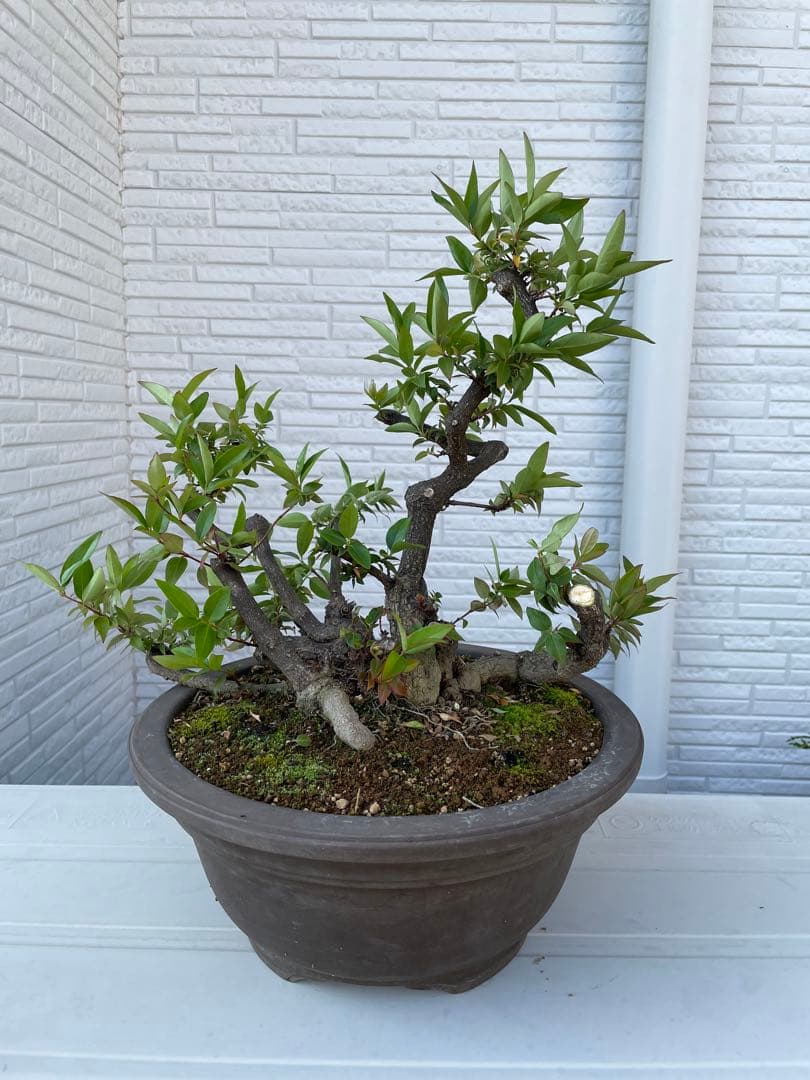 カロライナジャスミン　盆栽　樹齢30年以上