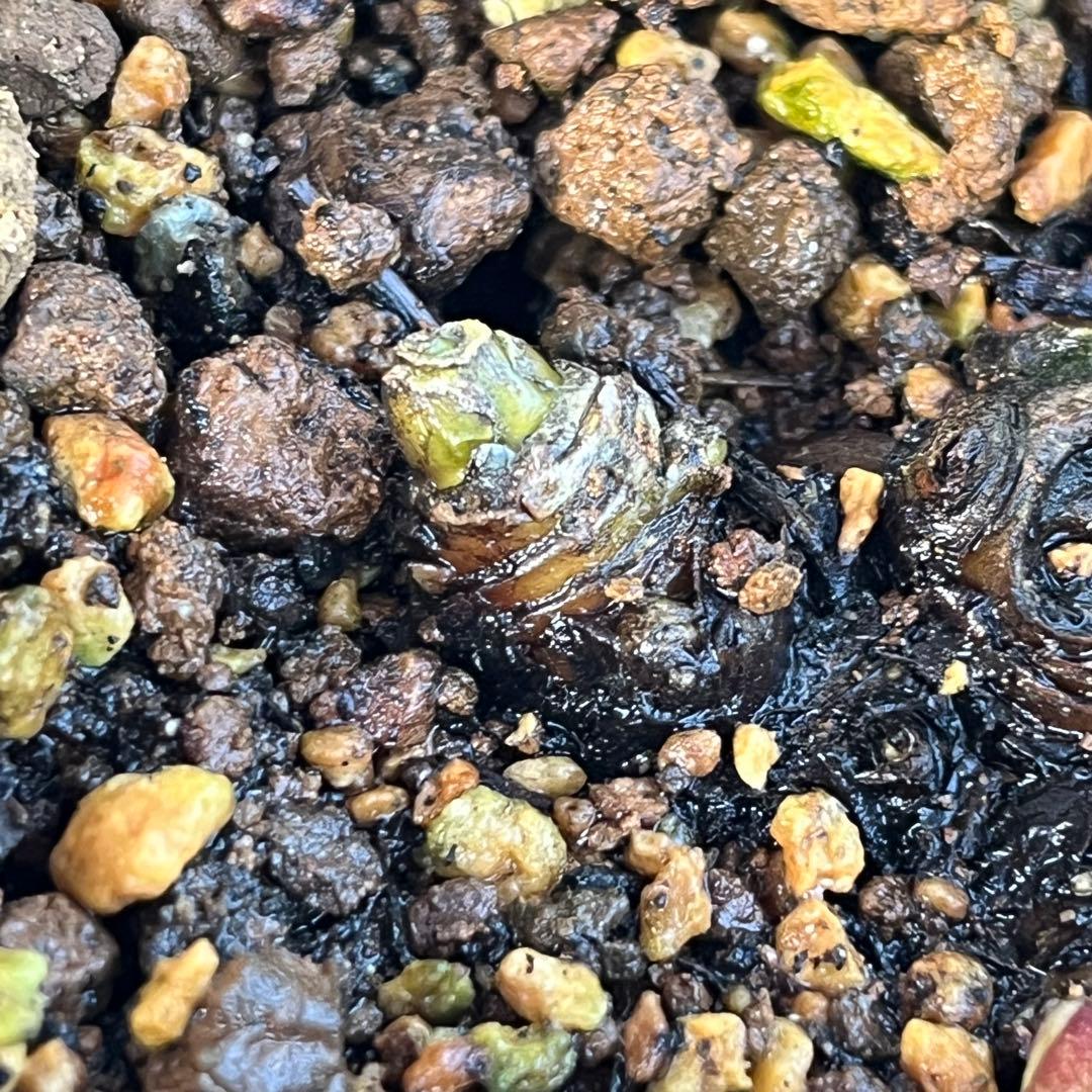 トコシエコウの花畑　ポット発送❤️セール❤️848【Ashwood】