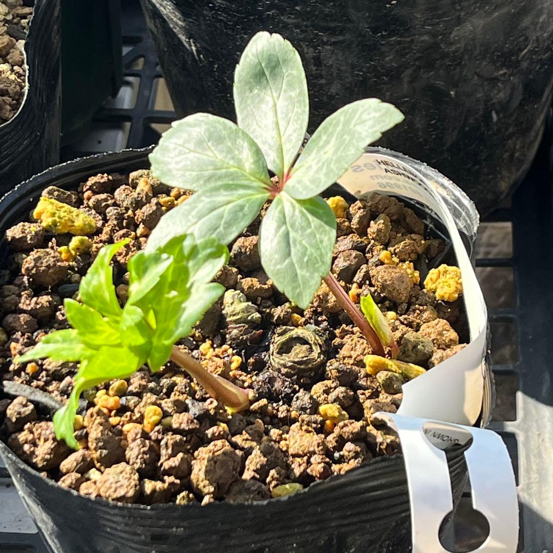 トコシエコウの花畑　ポット発送❤️セール❤️848【Ashwood】