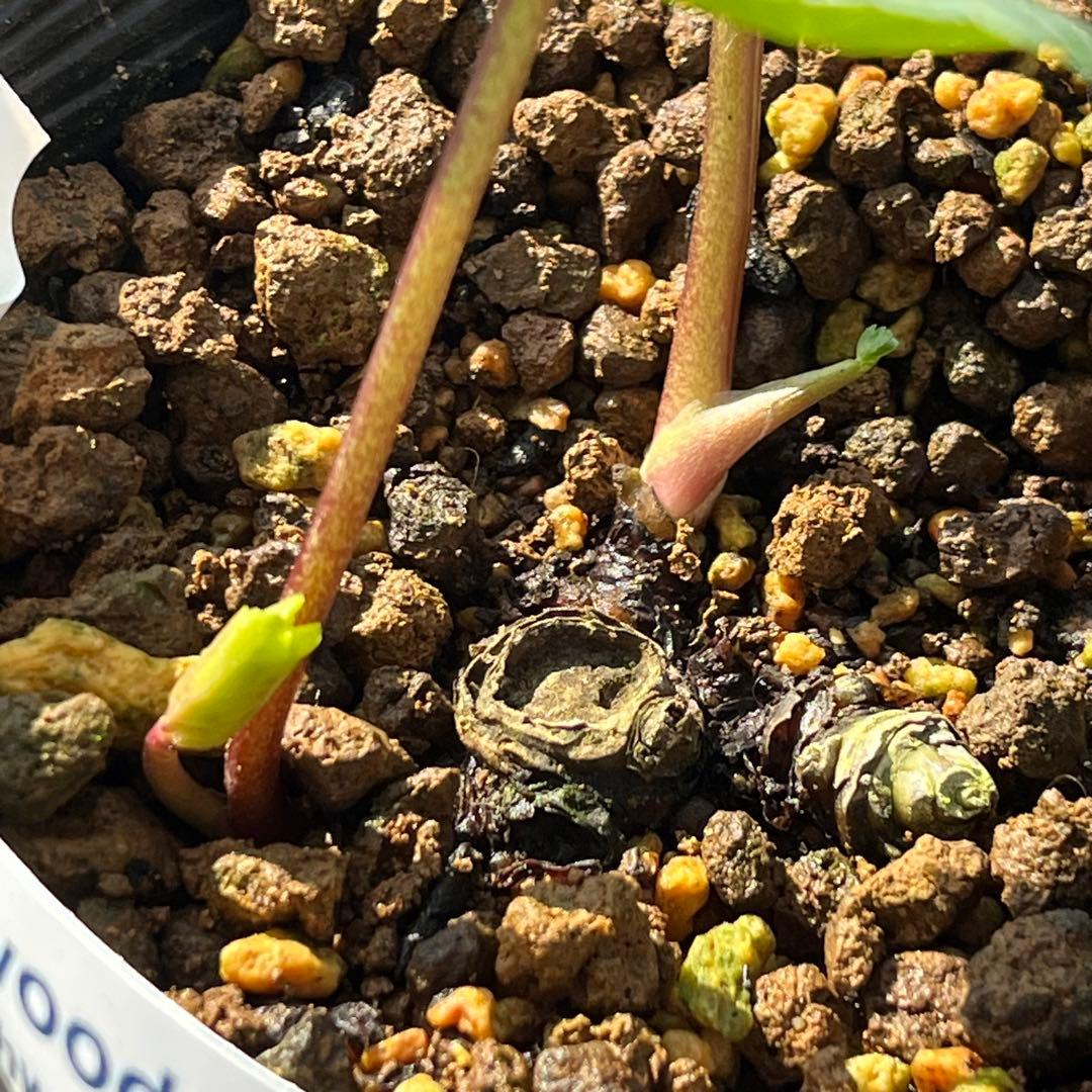 トコシエコウの花畑　ポット発送❤️セール❤️848【Ashwood】