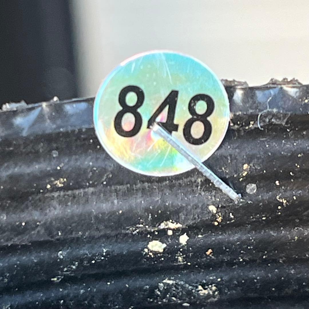 トコシエコウの花畑　ポット発送❤️セール❤️848【Ashwood】