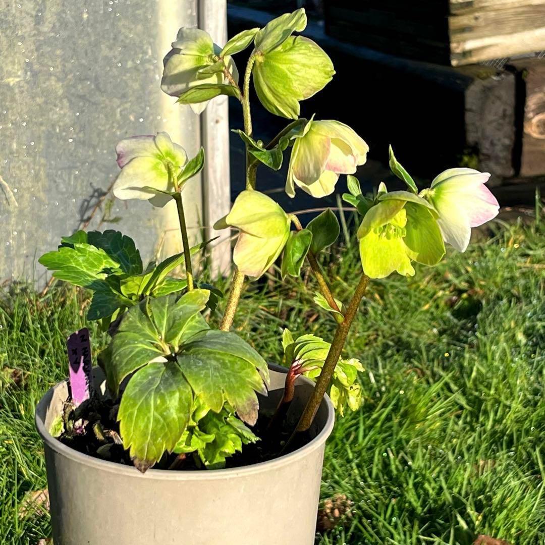 トコシエコウの花畑　ポット発送❤️セール❤️848【Ashwood】