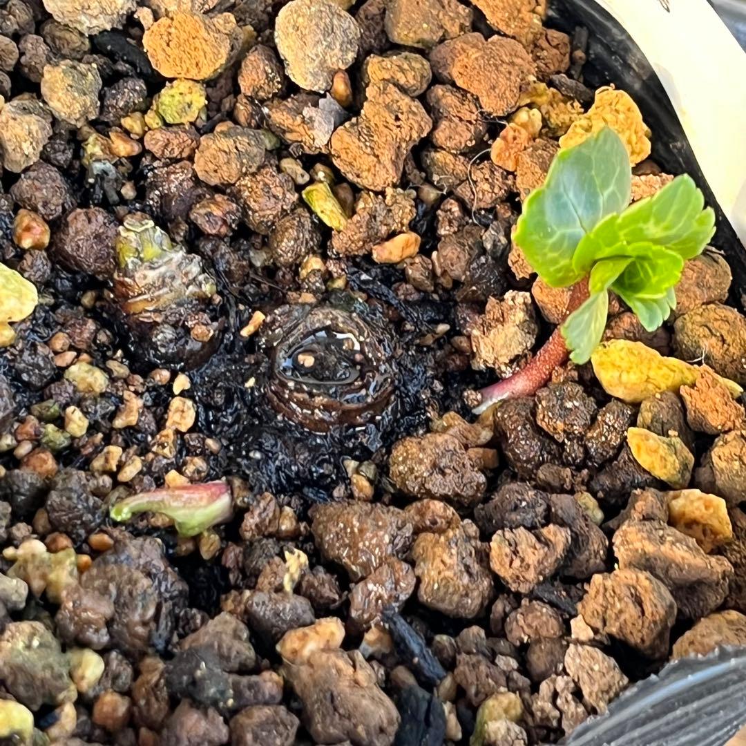 トコシエコウの花畑　ポット発送❤️セール❤️848【Ashwood】