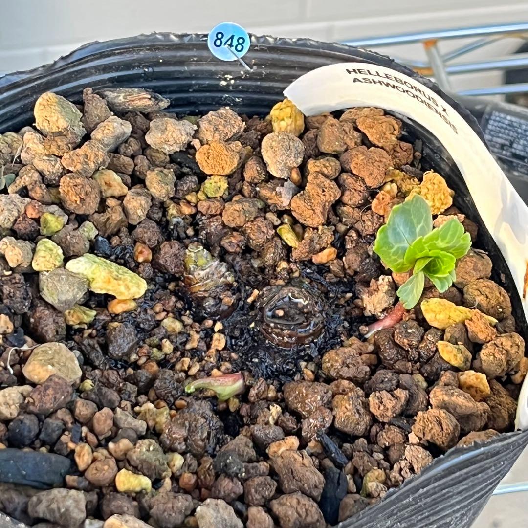 トコシエコウの花畑　ポット発送❤️セール❤️848【Ashwood】