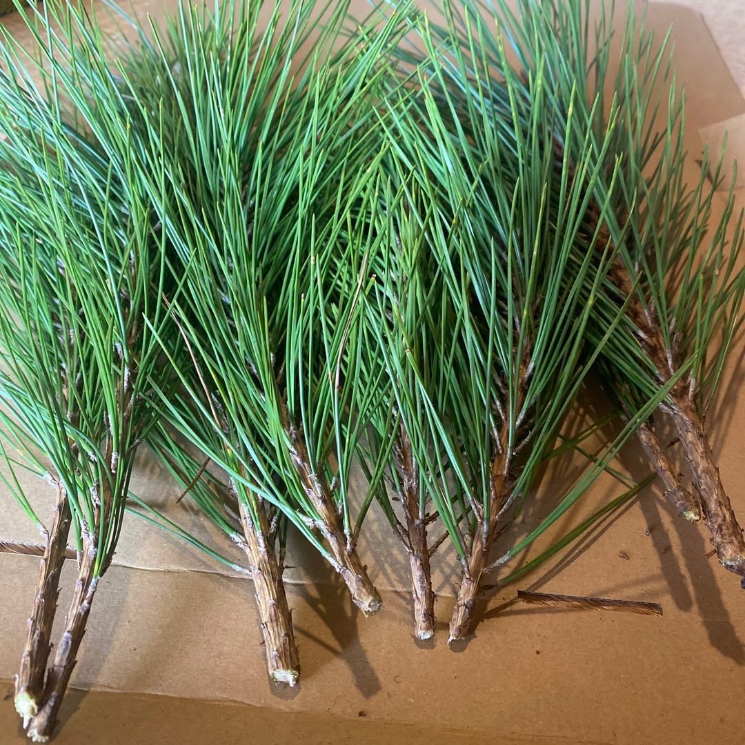 松　みかん箱3箱ぱんぱんに詰めます　40cm前後目安