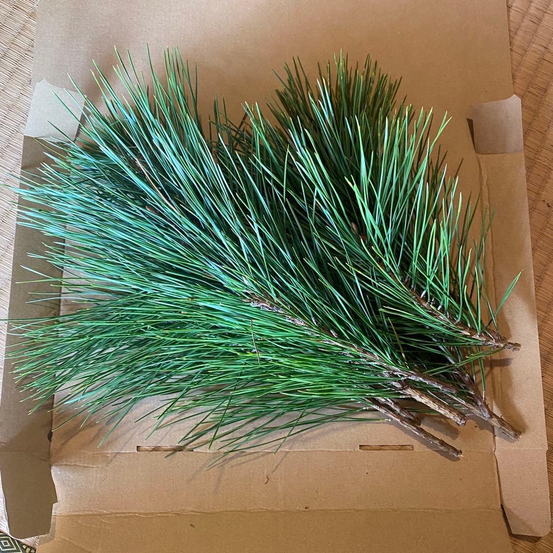 松　みかん箱3箱ぱんぱんに詰めます　40cm前後目安