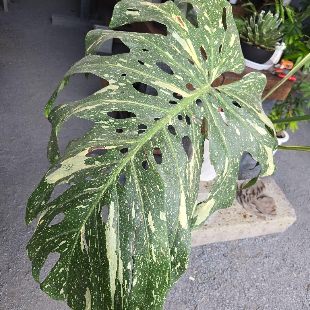 ⑯ モンステラ 斑入り イエローモンスター特大苗木最高等級極上品‼️