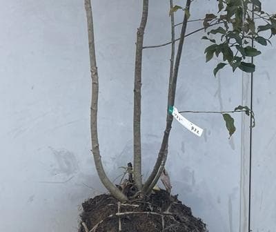 《現品》ソヨゴ　株立ち(雄雌不明株)　樹高1.8ｍ（根鉢含まず）432【苗木】