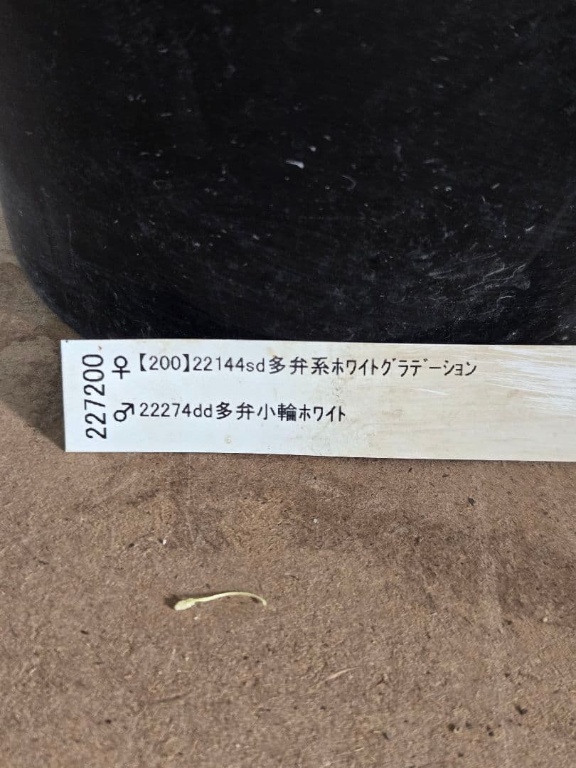 ☆クリスマスローズ☆セミダブル ホワイトピコん☆6号鉢☆ラベル付き