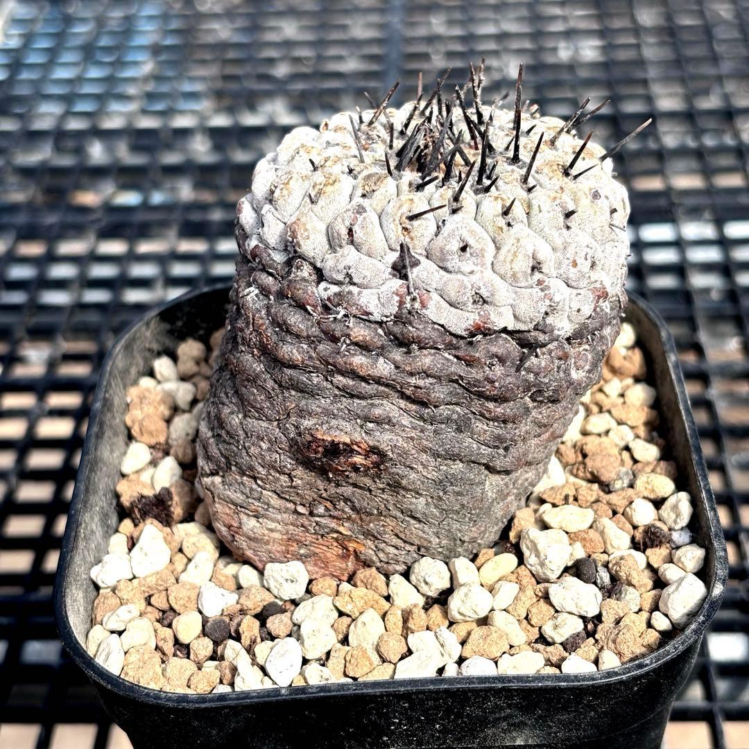 コピアポア　シネレア　黒王丸　山木　現地球A