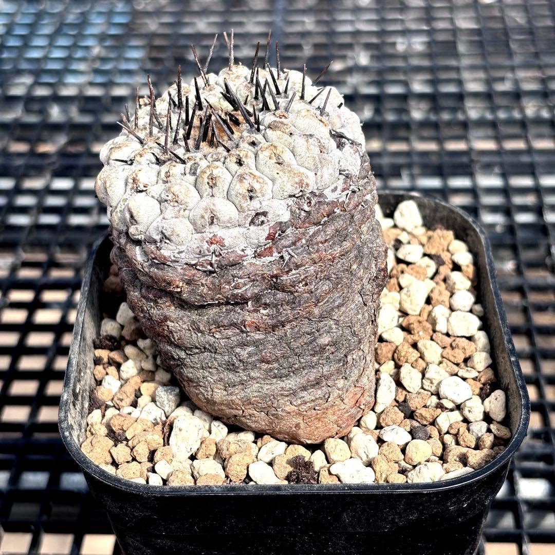 コピアポア　シネレア　黒王丸　山木　現地球A