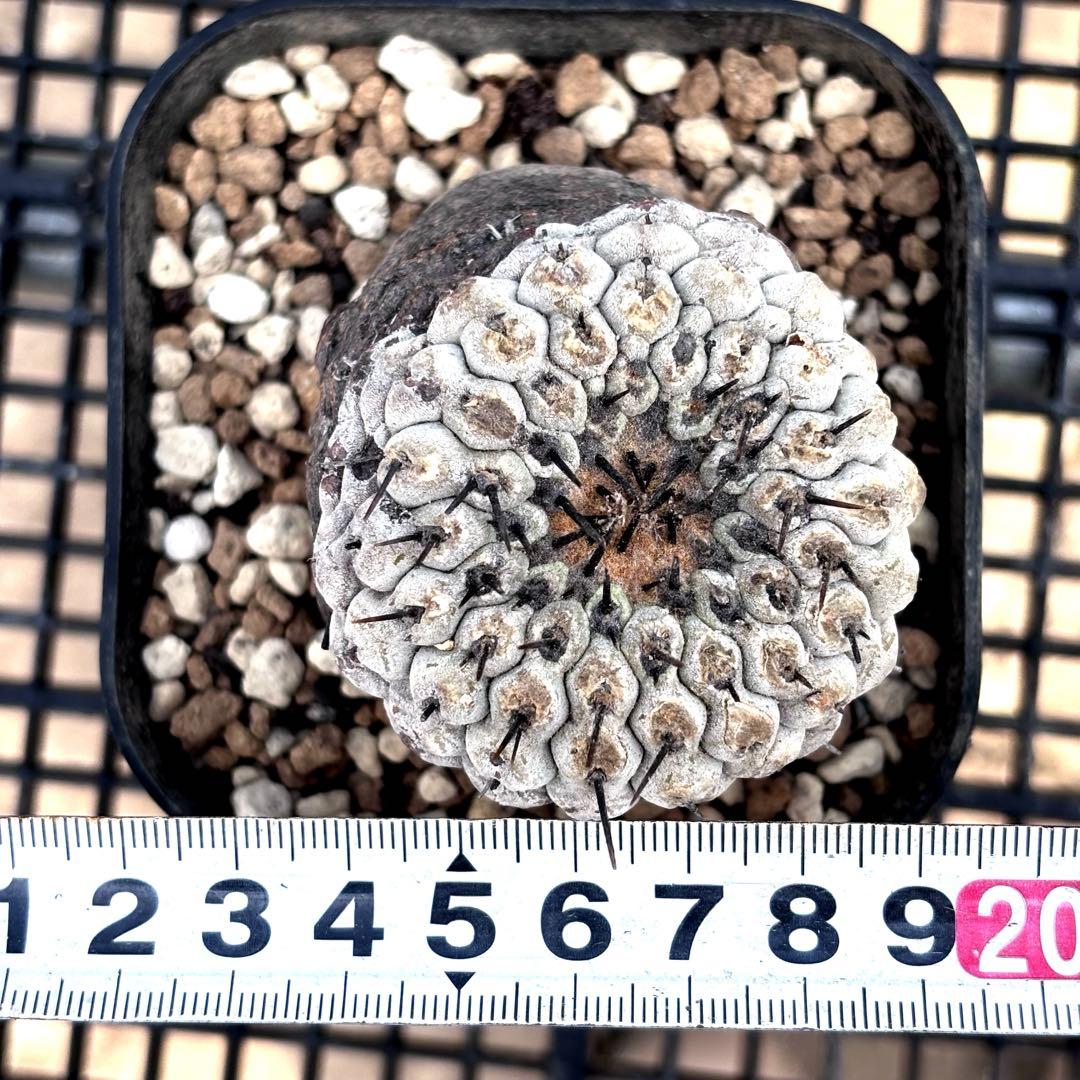 コピアポア　シネレア　黒王丸　山木　現地球A