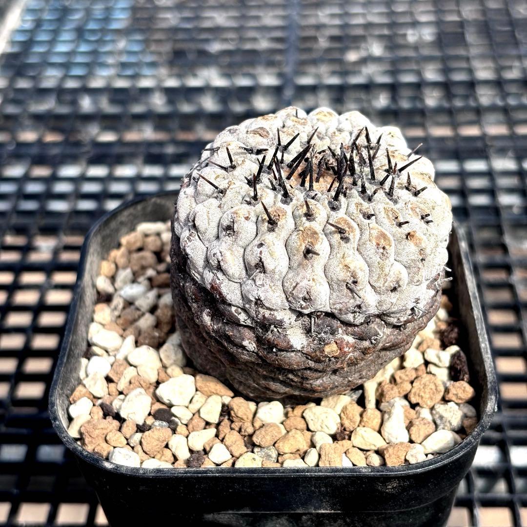 コピアポア　シネレア　黒王丸　山木　現地球A