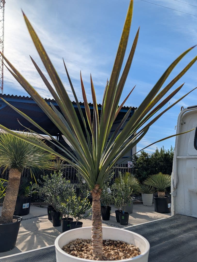 コルジリネ チョコミント《H＝約75㎝・8号》179