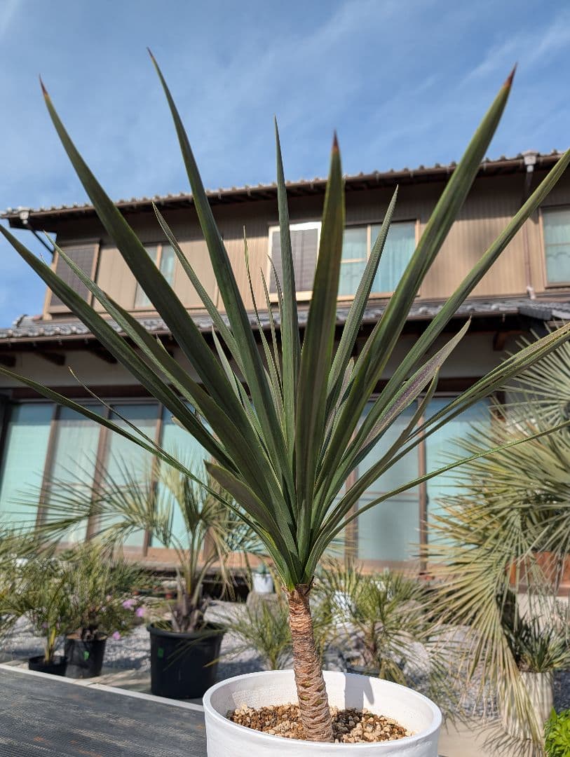 コルジリネ チョコミント《H＝約75㎝・8号》179