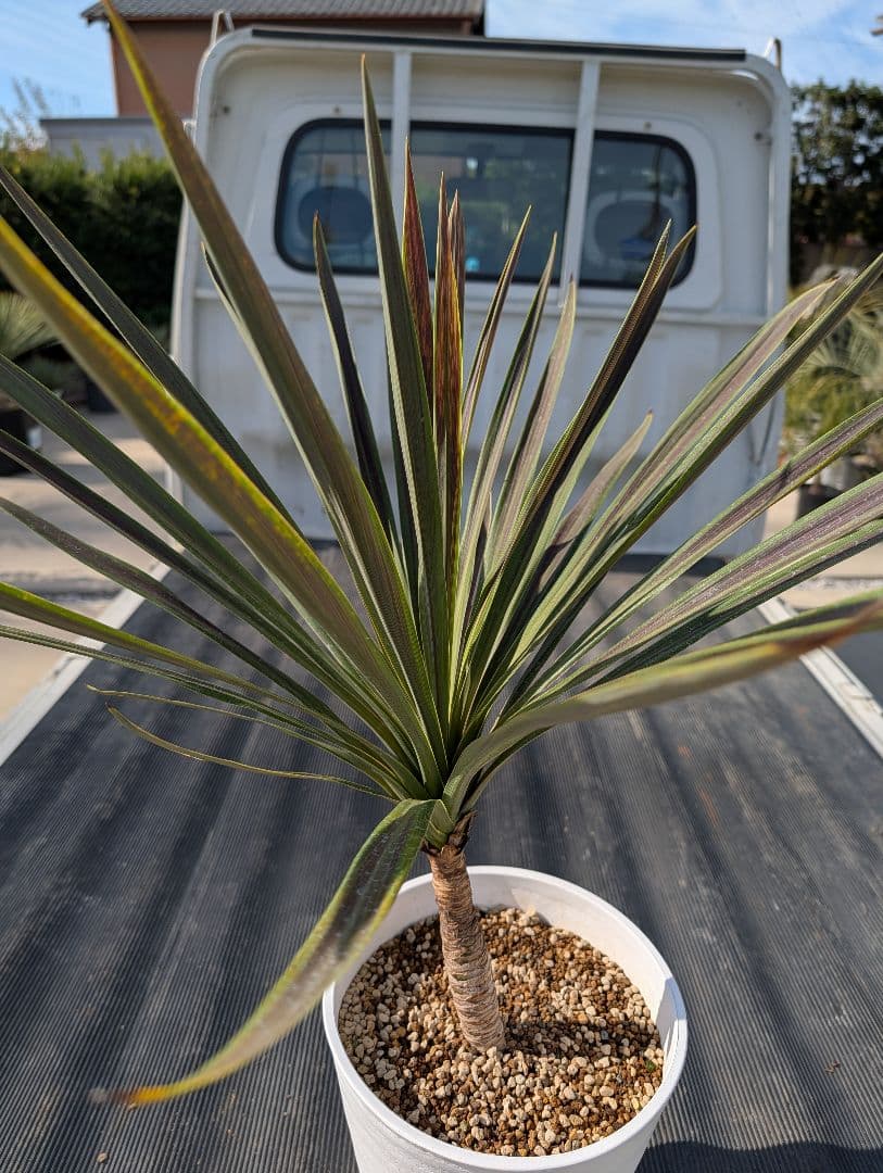 コルジリネ チョコミント《H＝約75㎝・8号》179