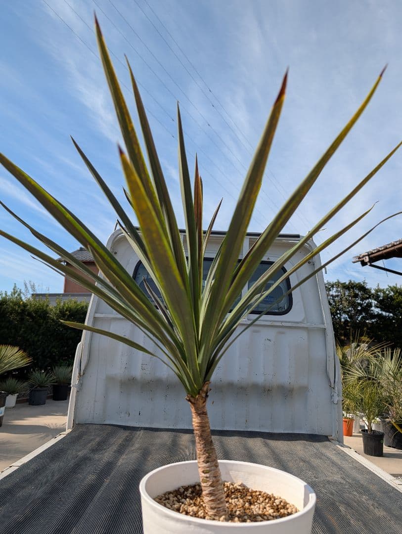 コルジリネ チョコミント《H＝約75㎝・8号》179