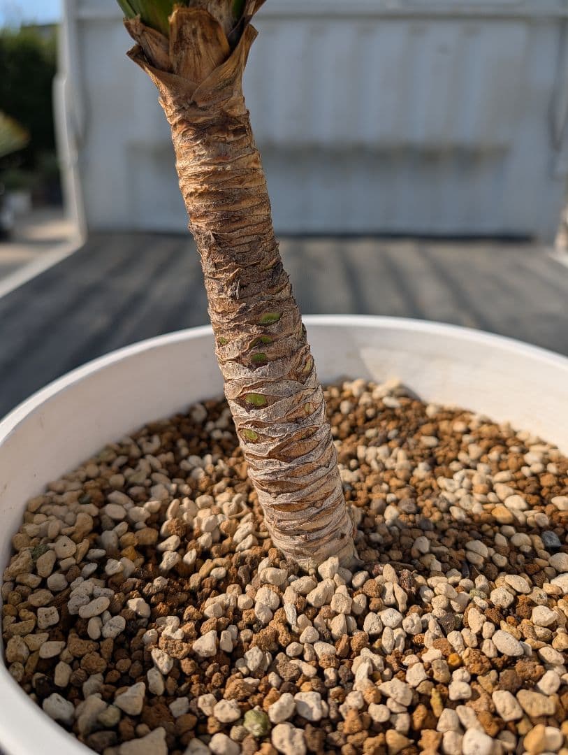 コルジリネ チョコミント《H＝約75㎝・8号》179