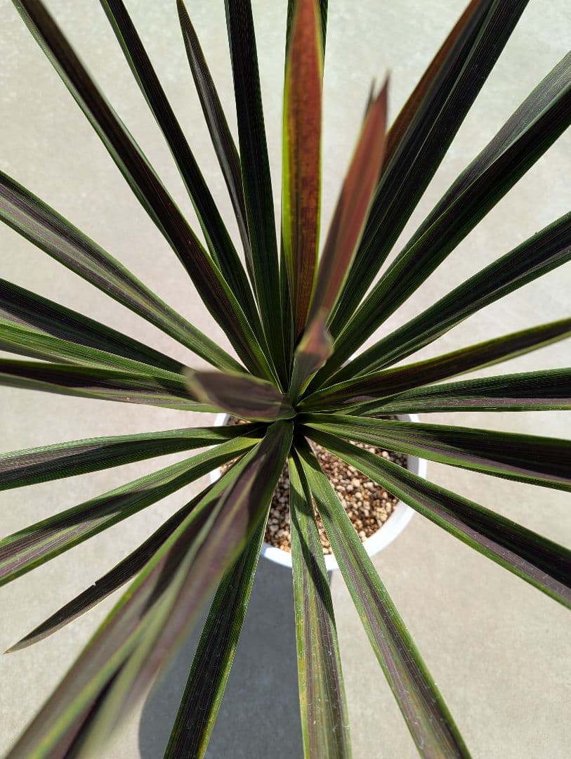 コルジリネ チョコミント《H＝約75㎝・8号》179