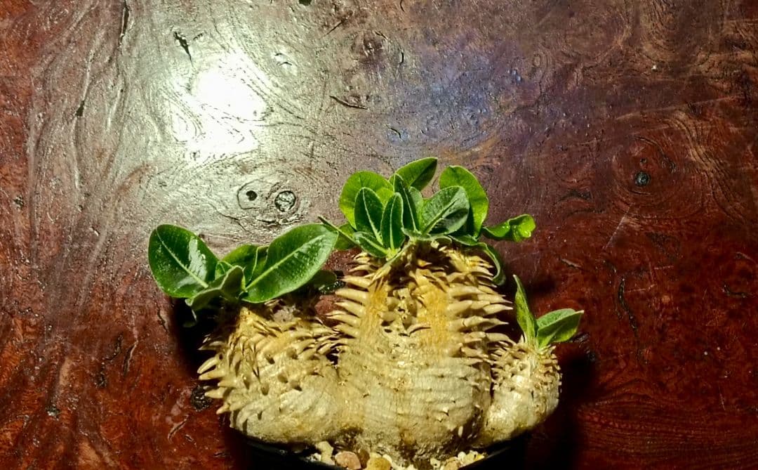 パキポディウム　獅子大黒　タッキー　獅子葉